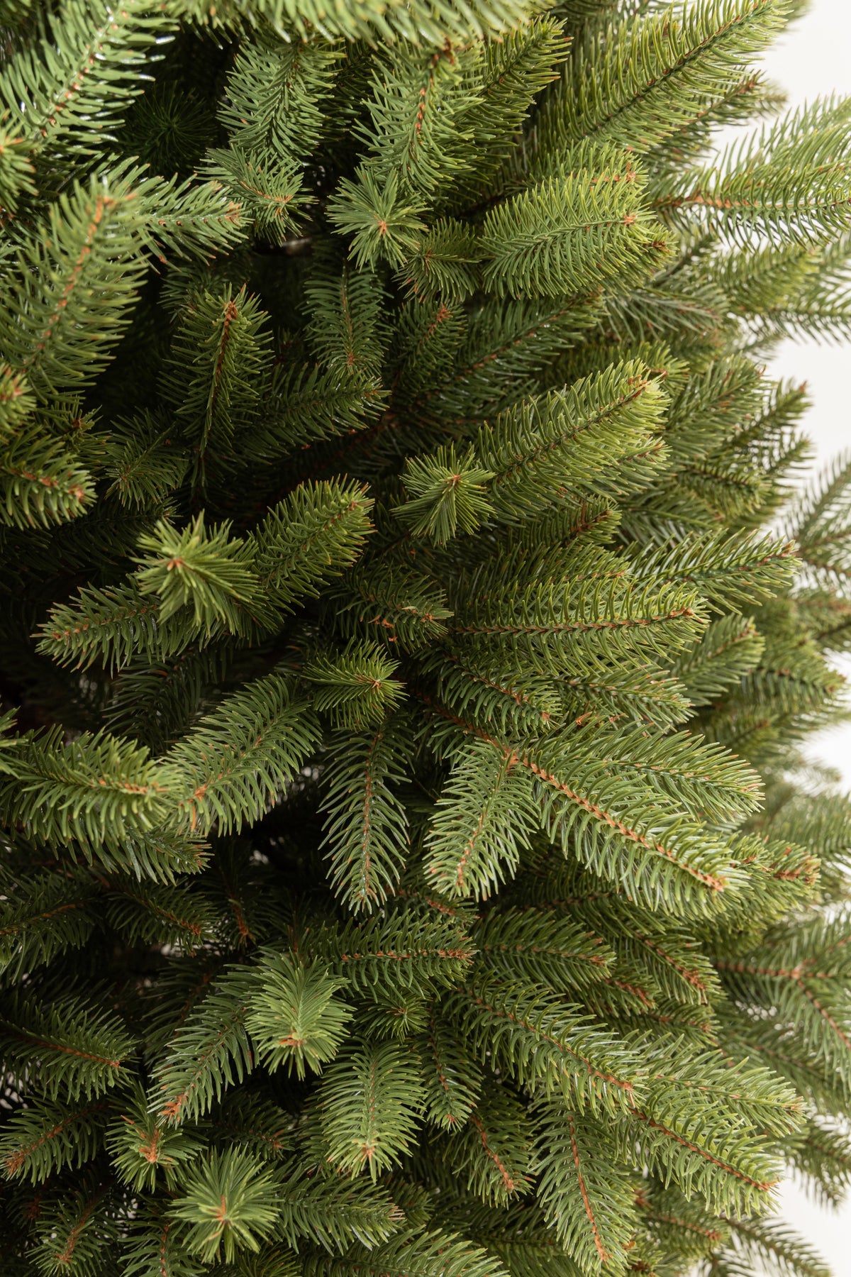 Detail of the dense Ukrainian Prime canopy, showing tips with no PVC filler