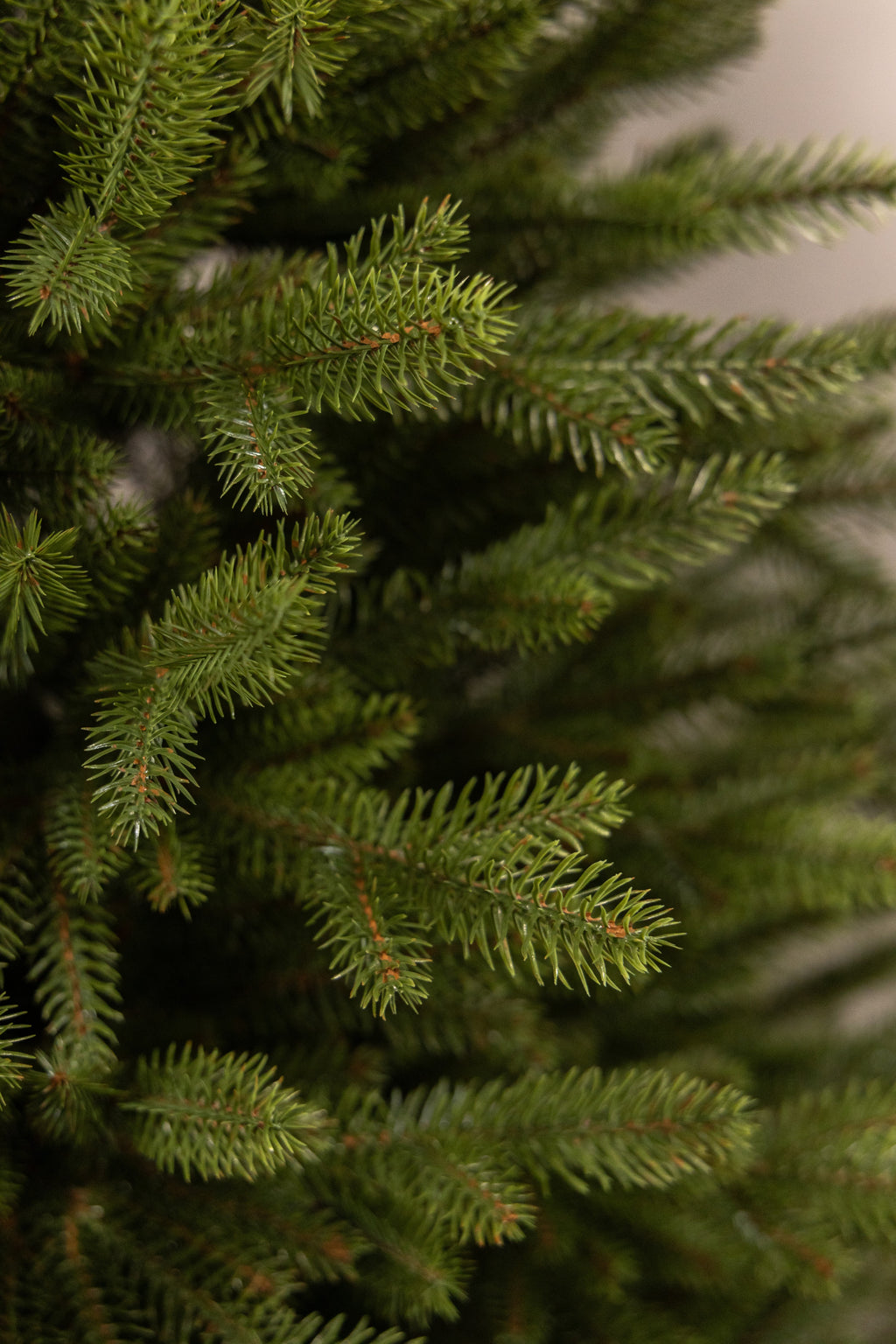 Close-up of the Grace canopy showing branch tip density